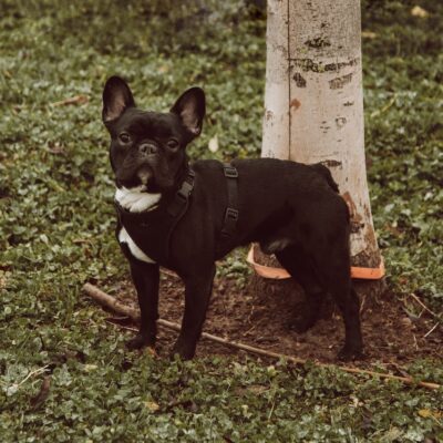 French Bulldog Potty Training