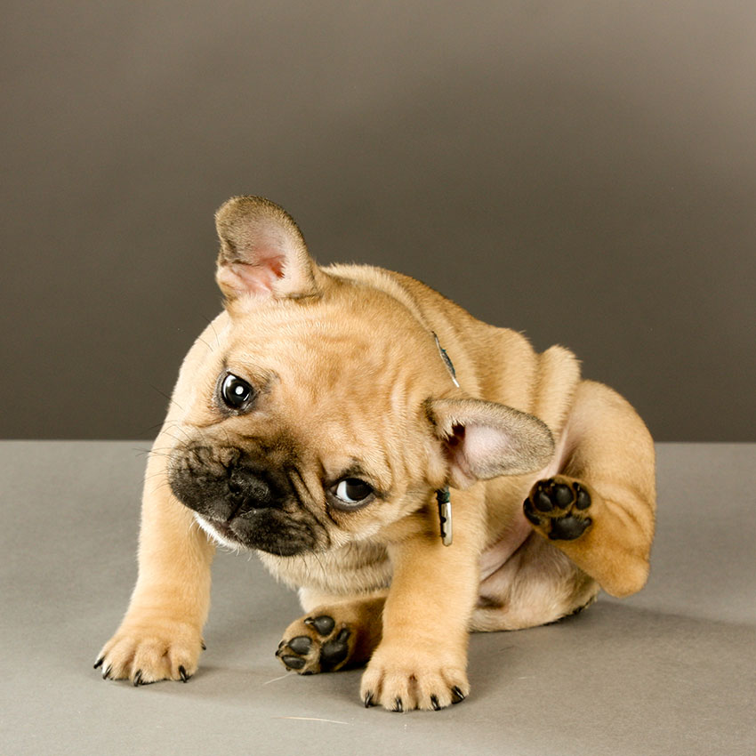 Fleas on French bulldogs