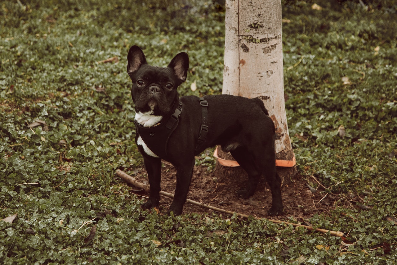 French Bulldog Potty Training