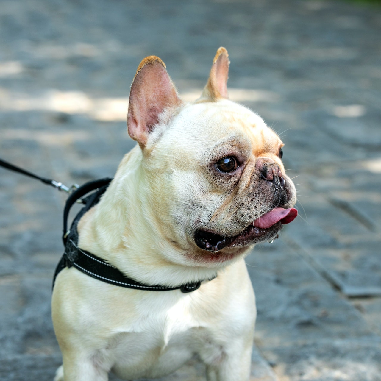 Why Is Your French Bulldog Losing Hair? - Frenchie World Shop