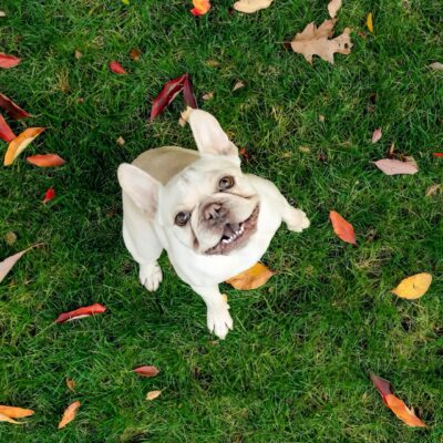 French bulldog throwing up: Treatment and prevention