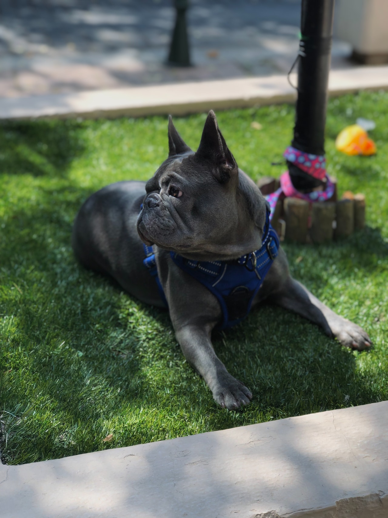 French Bulldog Potty Training