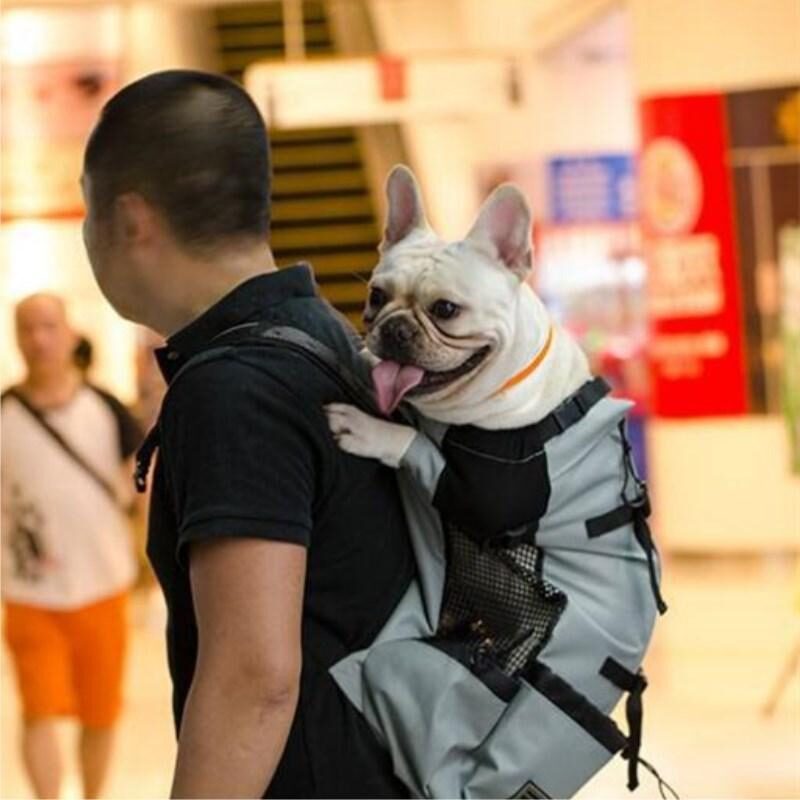 Male person wearing backpack for French Bulldogs