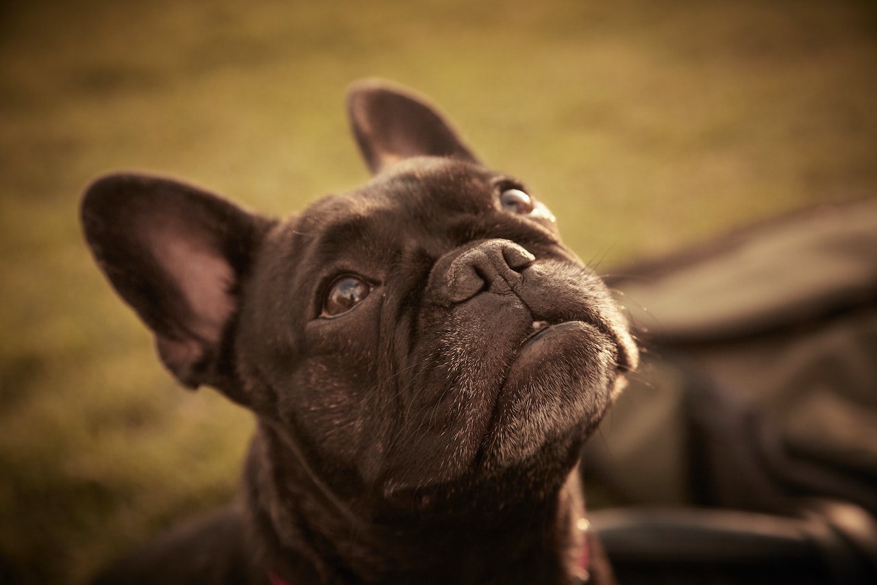 epilepsy in french bulldogs