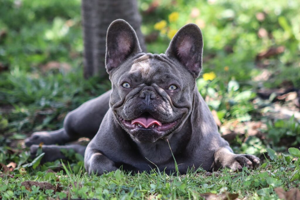 epilepsy in french bulldogs