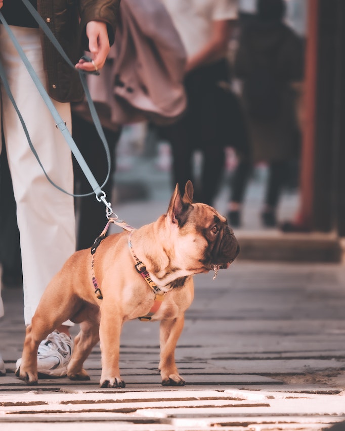 epilepsy in french bulldogs