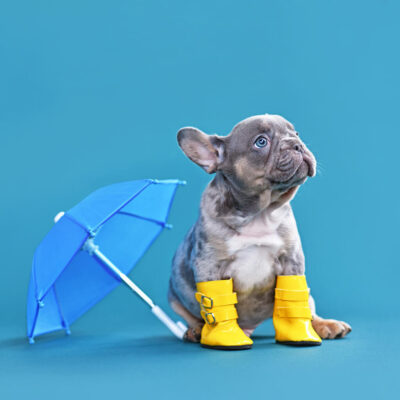 Bulldog puppy sitting in stylish yellow boots against vibrant blue backdrop.