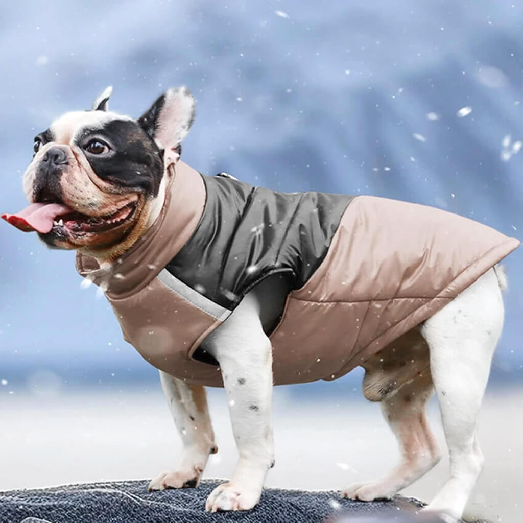 Side shot of a pied Frenchiedressed in bronze and black winter vest.