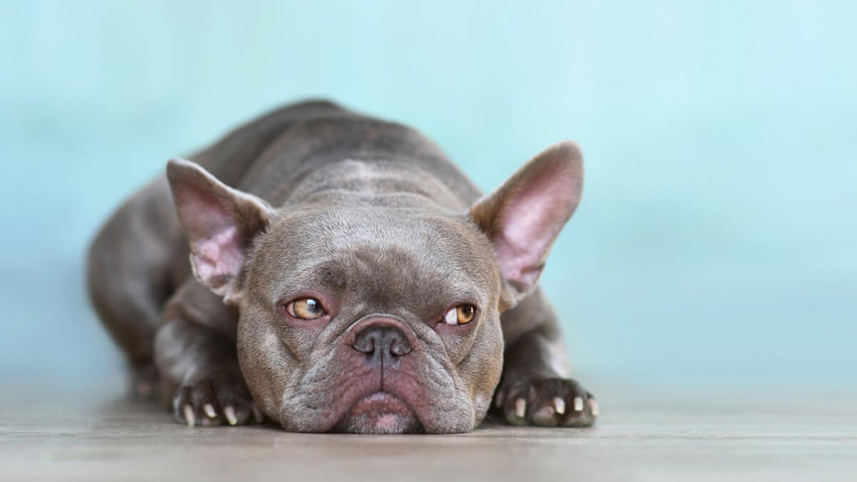 Blue Vs. Lilac French Bulldog