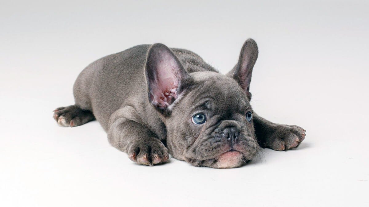 Blue French bulldog puppy