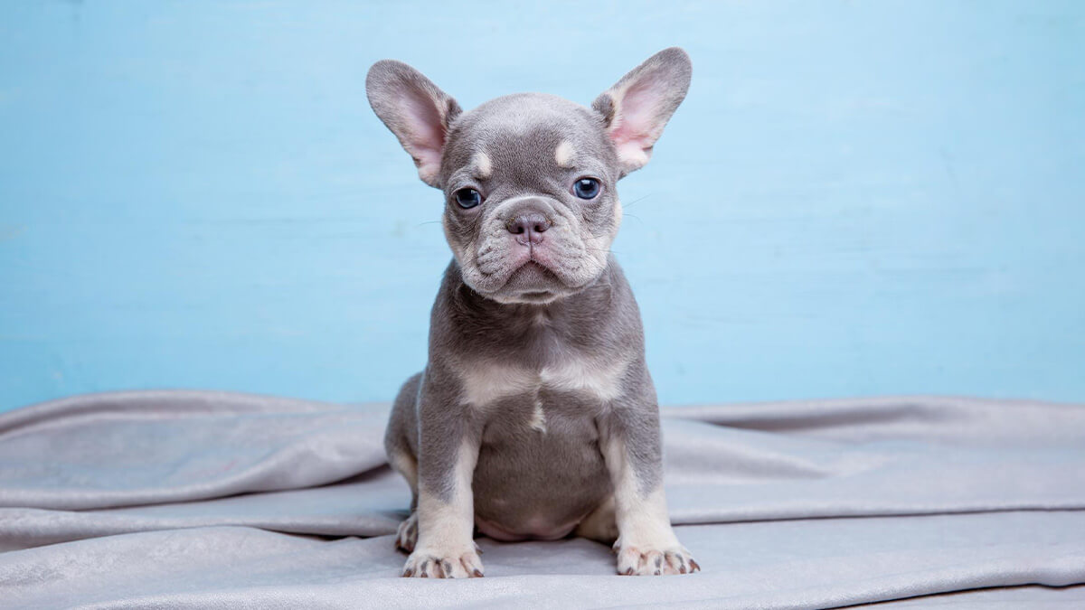 Blue Vs. Lilac French Bulldog