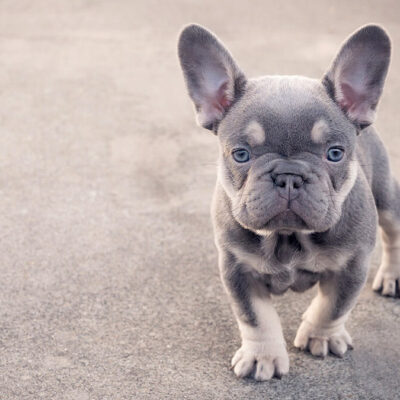 Blue Vs. Lilac French Bulldog