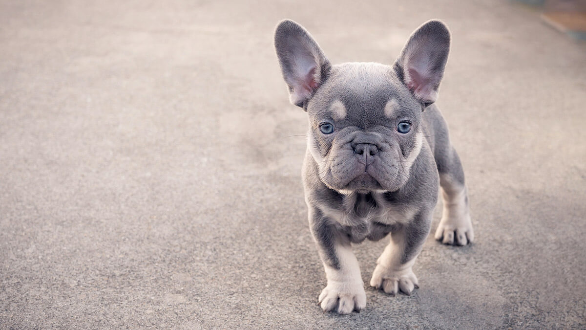 Blue Vs. Lilac French Bulldog