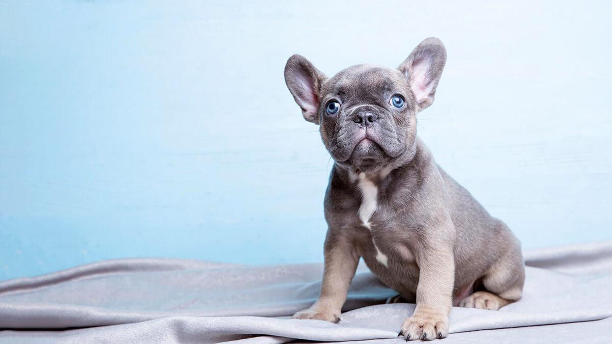 Blue Vs. Lilac French Bulldog