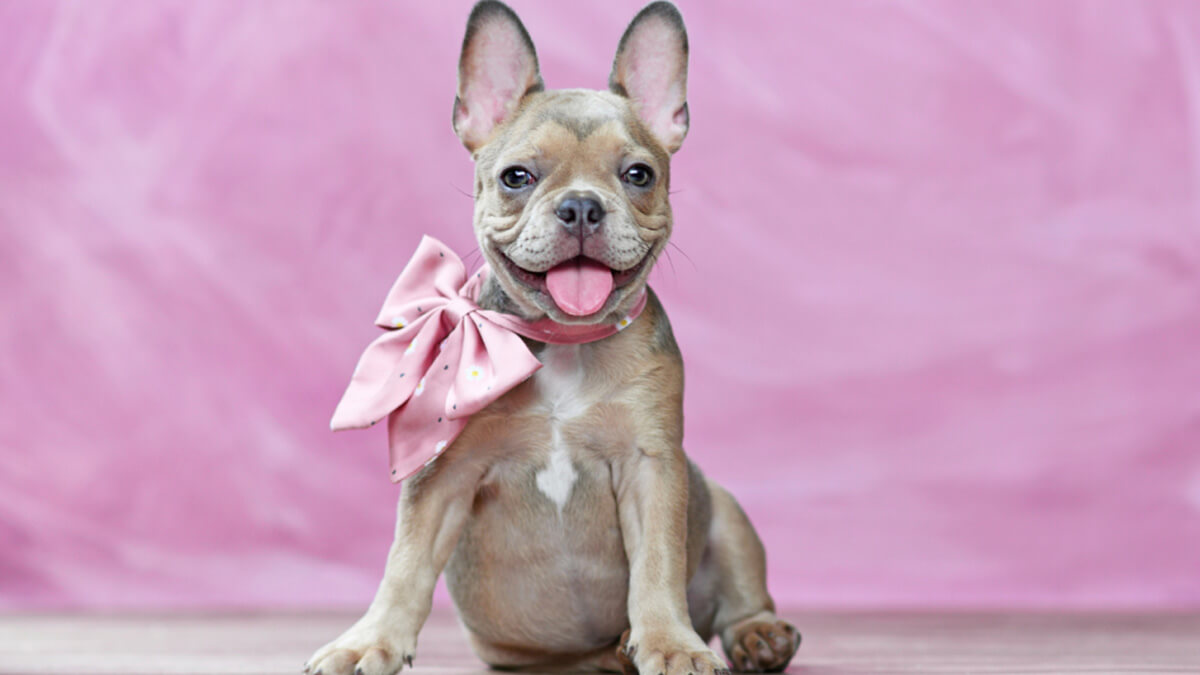 Isabella Lilac French bulldog puppy