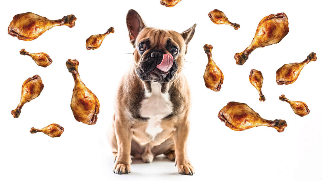 Can French Bulldogs Eat Chicken