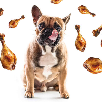 Can French Bulldogs Eat Chicken