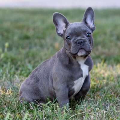 french-bulldog-puppy-for-sale-toby-02-1_480x480-v-1628177828