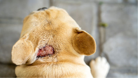 French bulldog's head from the top view with skin disease