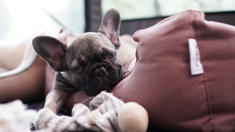 French bulldog puppy with sad face