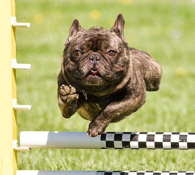 french_bulldog_jumps_480x480-v-1619607274