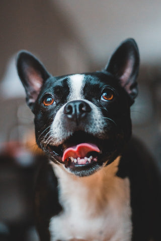 Close up portrait of black and white French Bulldog