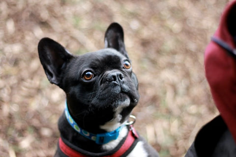 Black French bulldog's head looking up at the owner