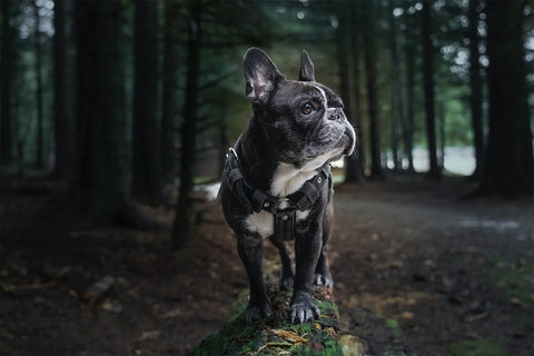 French bulldog standing on a log in a wood