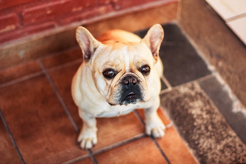 Cream French bulldog sitting on the home floor