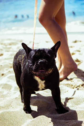 Black French bulldog on the sand beach