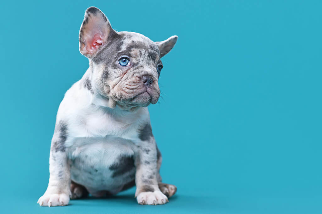 Blue Merle French Bulldogs puppy against blue background