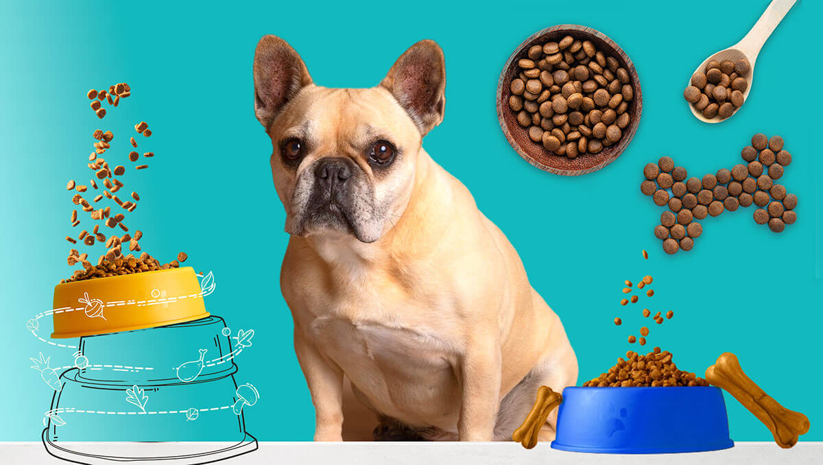 Best Dry Dog Food