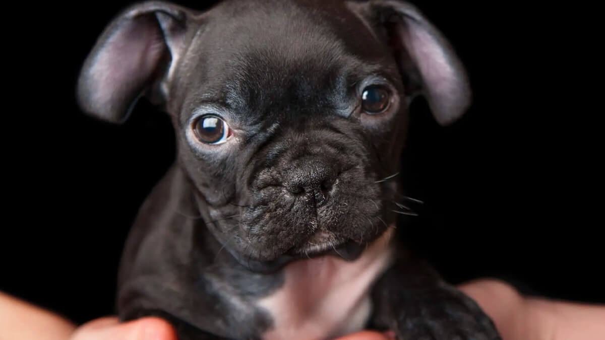 Frenchton puppy