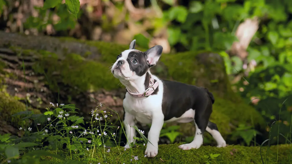 Frenchton puppy