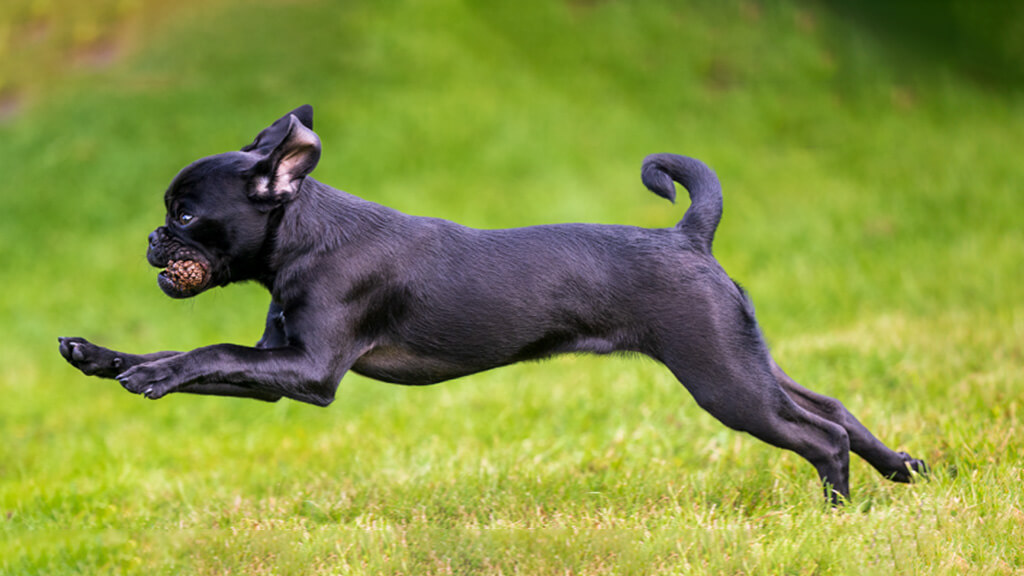 Retro pug jumping