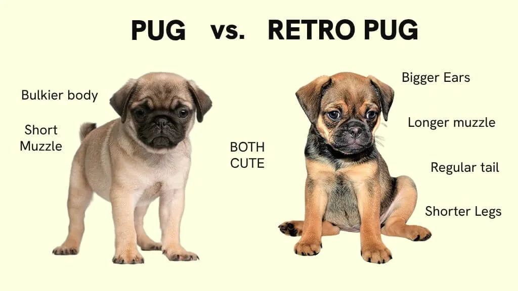 Pug and Retro Pug comparison