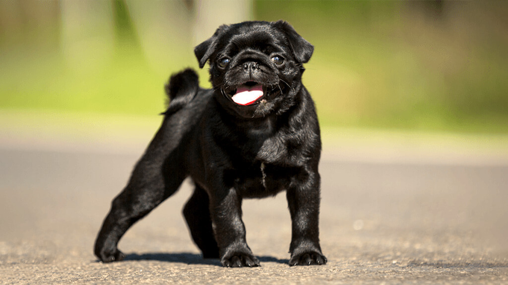 Retro Pug puppy